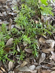 Asparagus aethiopicus
