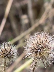 Dipsacus pilosus