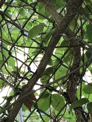 Acer negundo