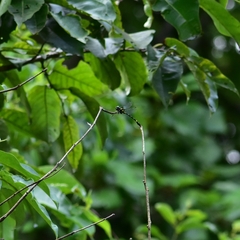 Melligomphus acinaces