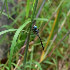 Anax immaculifrons