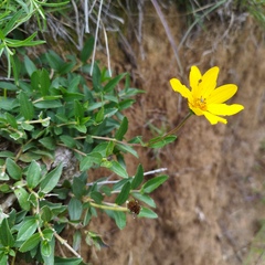 Perymenium buphthalmoides