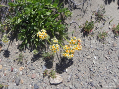 Heliotropium floridum