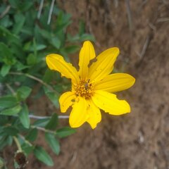 Perymenium buphthalmoides