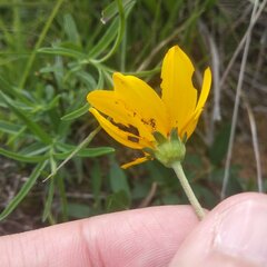 Perymenium buphthalmoides