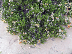 Heliotropium floridum