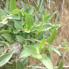 Perymenium buphthalmoides