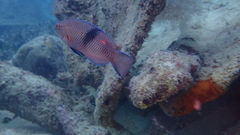 Bodianus speciosus