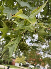 Liquidambar