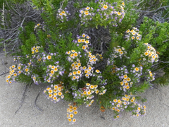 Heliotropium floridum