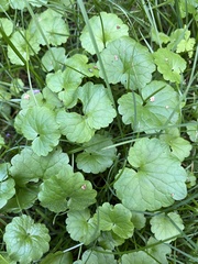 Glechoma hederacea
