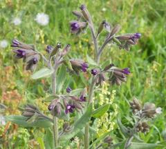 Anchusa undulata