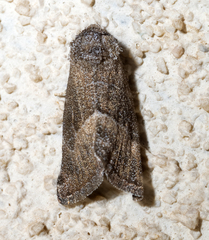 Plagiomimicus spumosum