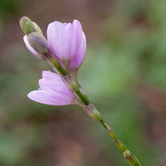 Ixia micrandra