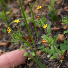 Zaluzianskya divaricata