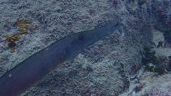 Aulostomus strigosus