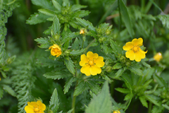 Potentilla thuringiaca