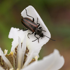 Neoeutrapela