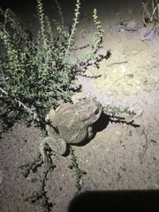 Anaxyrus microscaphus