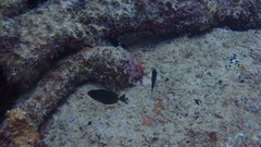 Acanthurus monroviae