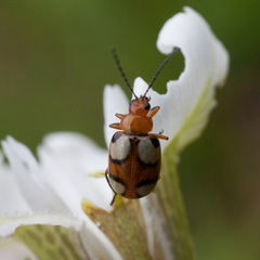Monolepta bioculata