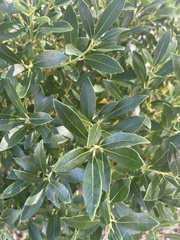Ilex crenata