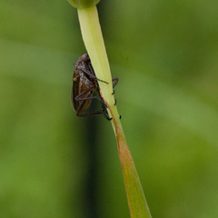 Empididae