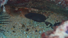Acanthurus monroviae