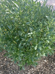Ilex crenata