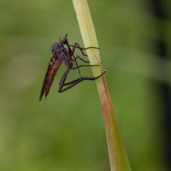 Empididae