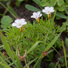Oxalis tenuifolia