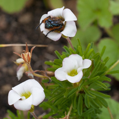 Oxalis tenuifolia