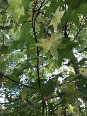 Liquidambar