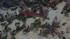 Aulostomus strigosus