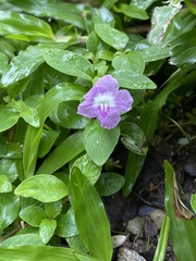 Ruellia repens