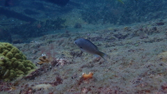 Azurina multilineata