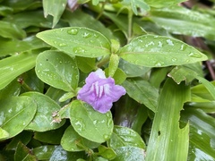Ruellia repens