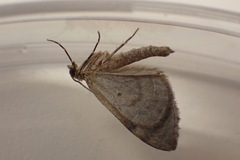 Thera britannica