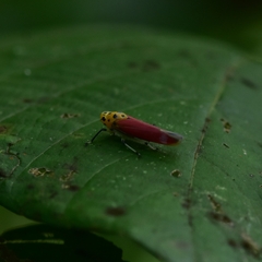 Bothrogonia ferruginea
