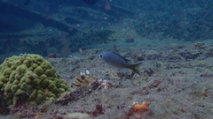 Azurina multilineata