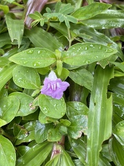 Ruellia repens