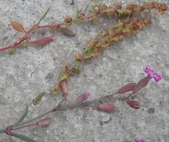 Rumex bucephalophorus