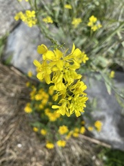 Rhamphospermum nigrum