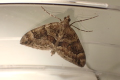 Thera britannica