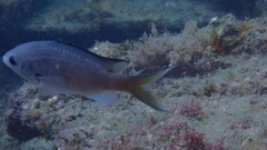 Azurina multilineata