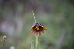 Fritillaria graeca