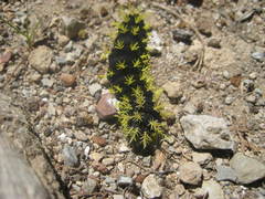 Leucanella viridescens