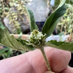 Croton glandulosus