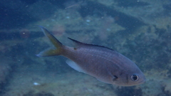 Azurina multilineata