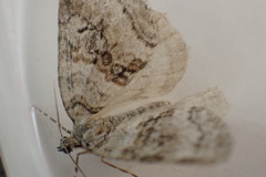 Epirrita christyi